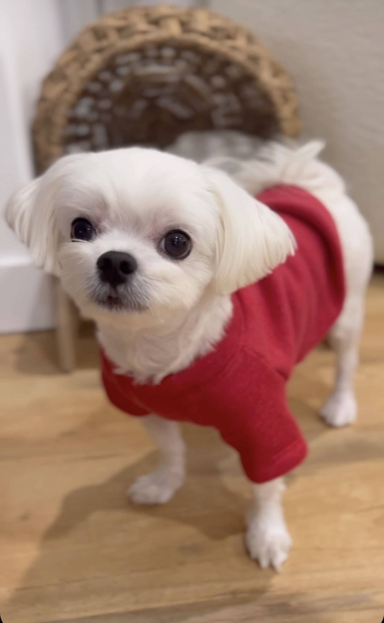 Solid Basic Pet Sweatshirt T-Shirts, Hoodie | PodTeesHub.com