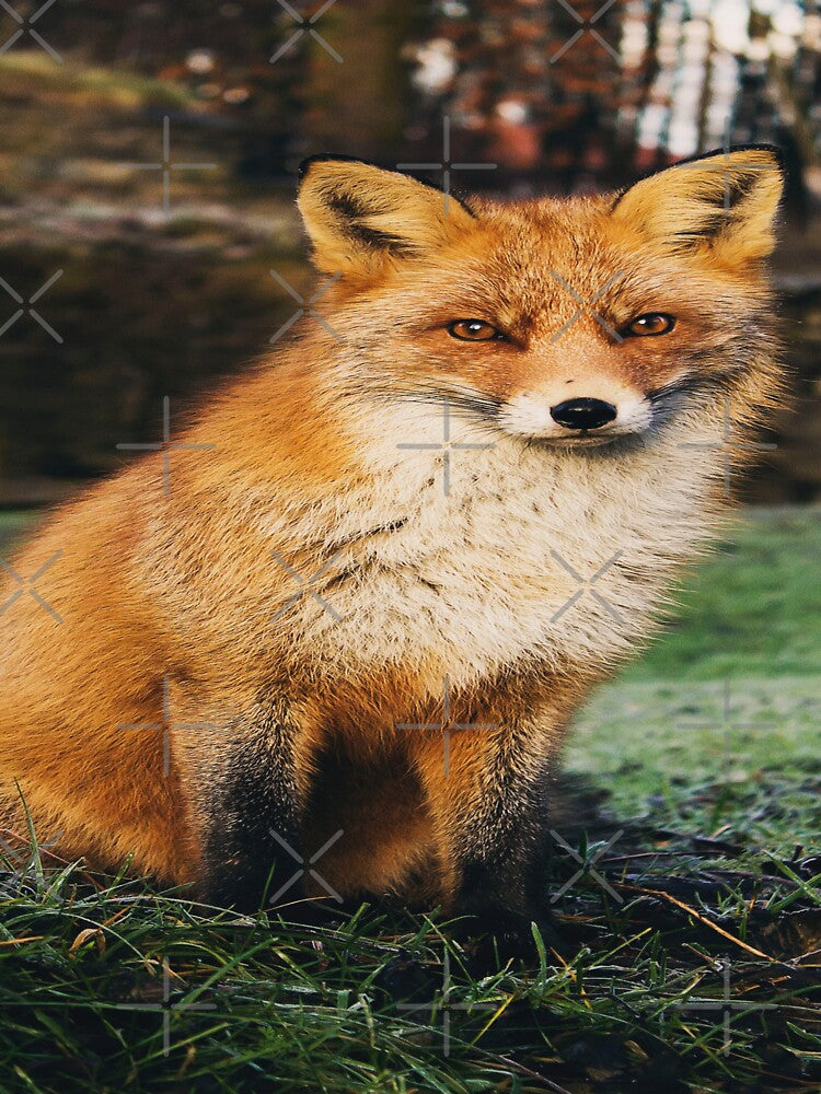 Morning Wild Forest  Fox by Alladin7
