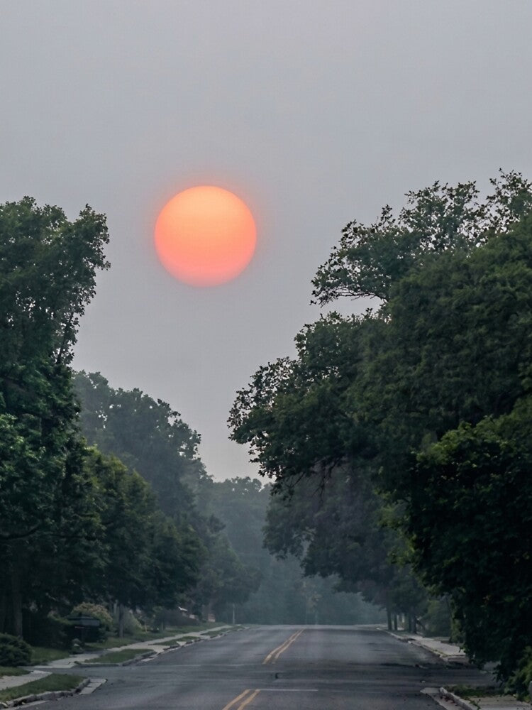 Sunset Over Forest | EDINSTEPPE Collection by E D I N S T E P P E