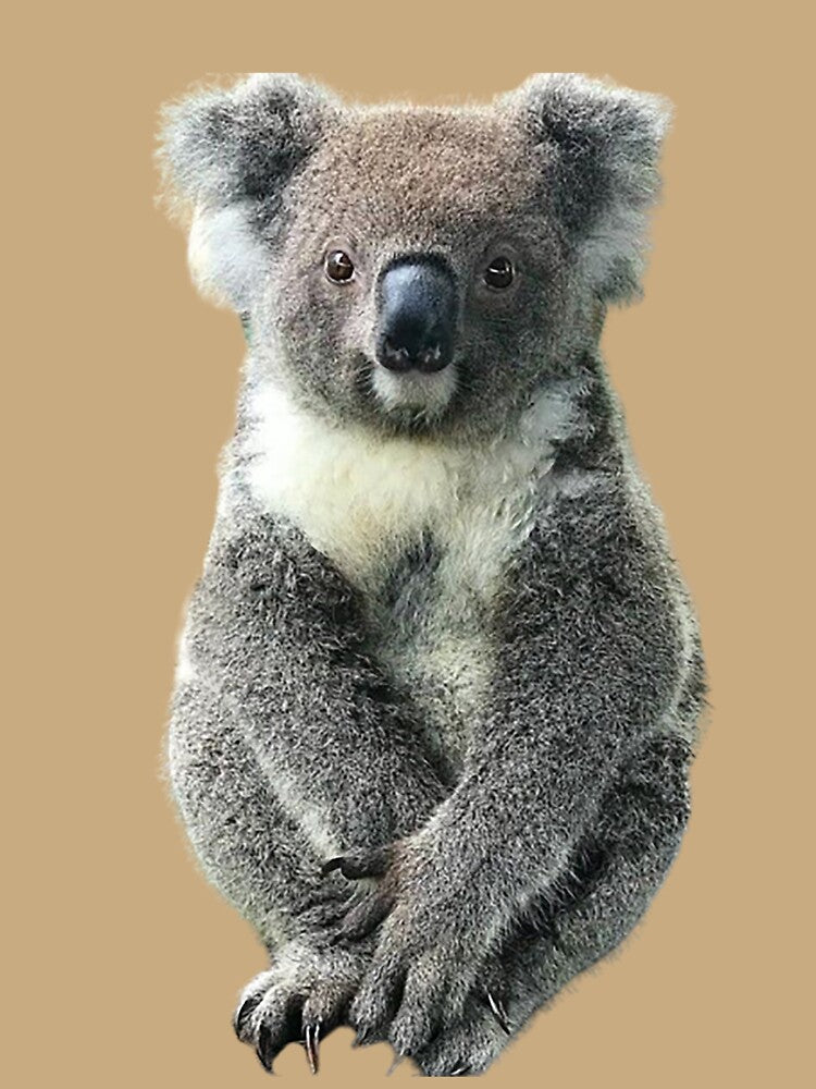 koala by BENAZCOMPANY