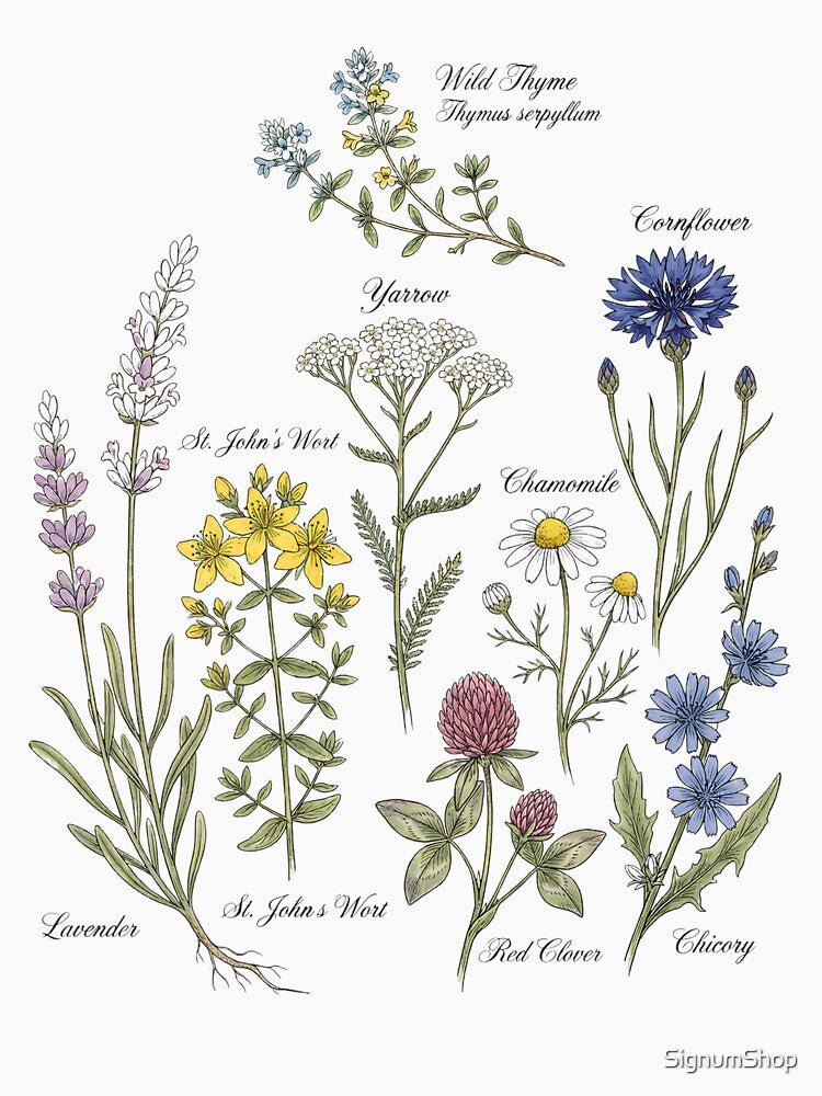 Cottagecore Botanical Sketches by SignumShop