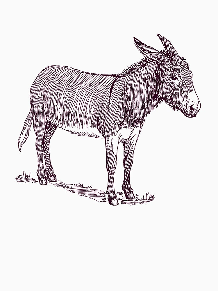 Donkey Cool Nature by ZaritaMelikov