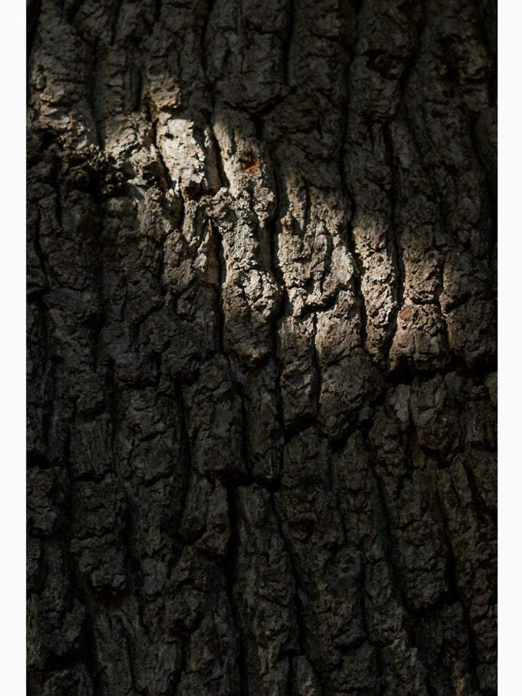 Tree bark - shadows and light by Hollymphoto