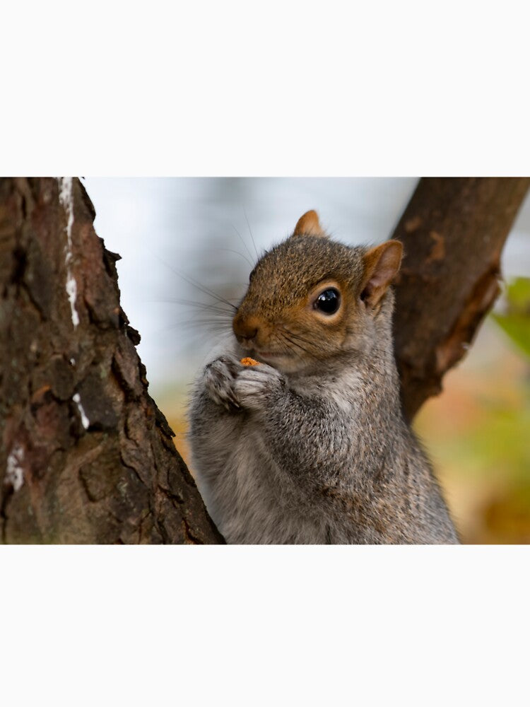 Squirrel posters art prints t-shirts phone cases mugs etc by craigewmcg123