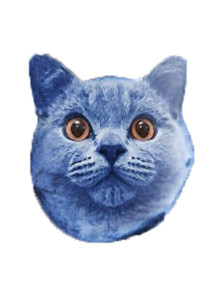 Blueberry cat by shlaboza