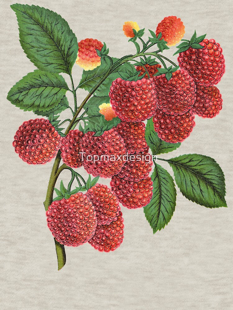 Cute Raspberries by Topmaxdesign